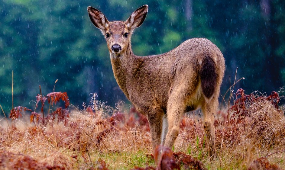 A teenage deer looking back over their shoulder at the camera. in a cold environment, with tall grass