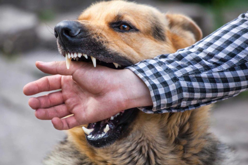 Dog Bite Lawyers Binghamton