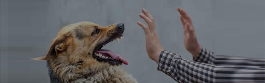 Dog Bite Lawyers Serving New York And Pennsylvania