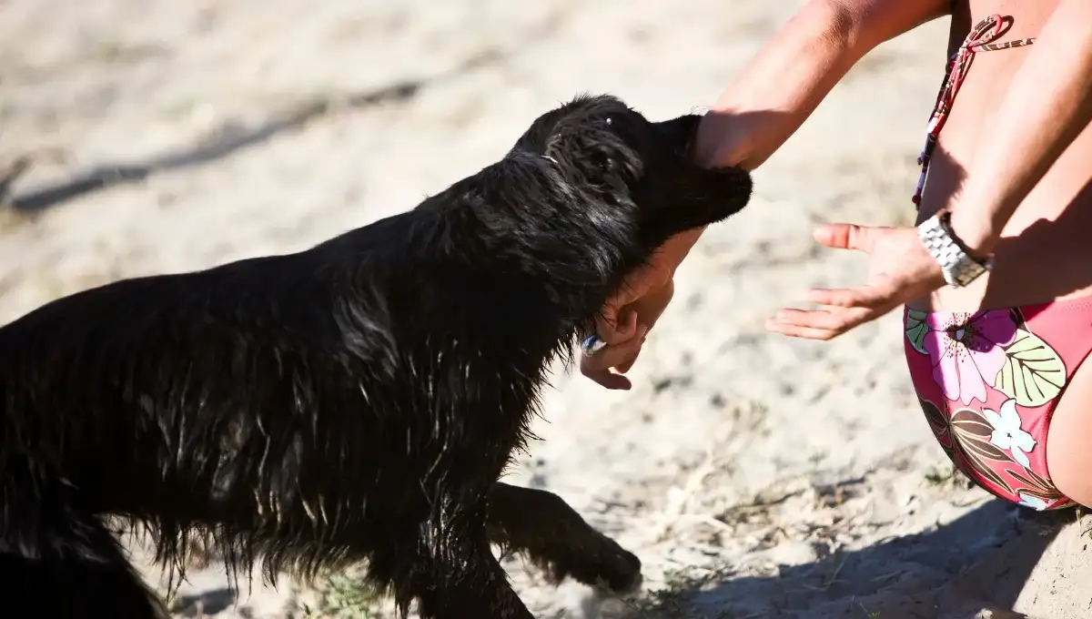 Dog biting hand of a women