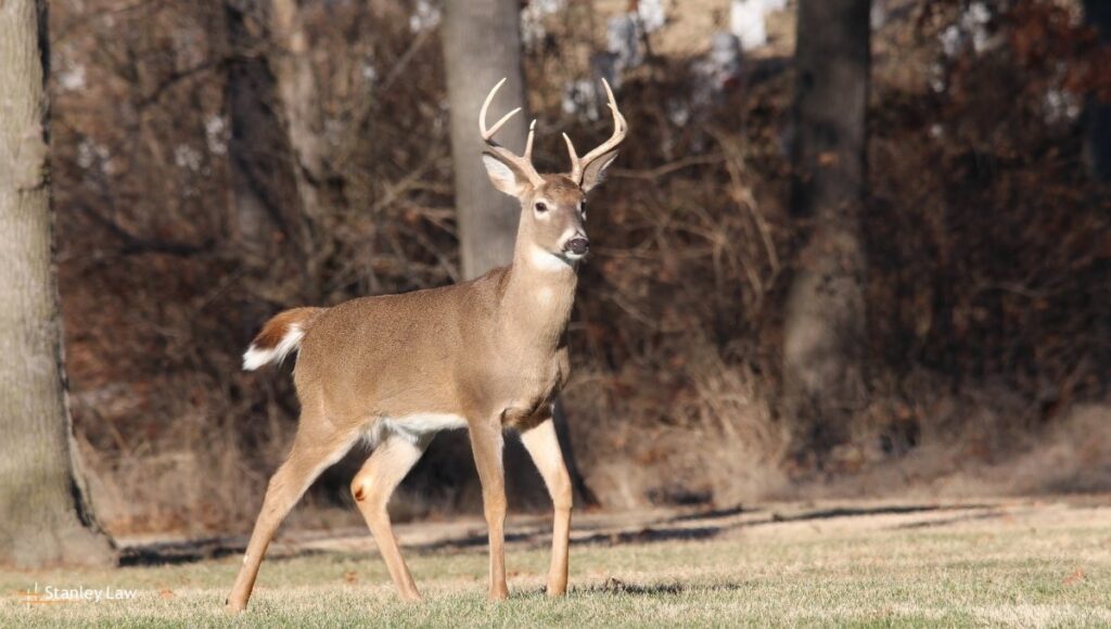 Utica, NY - Woman Injured After Collision with Deer During Boilermaker 15K